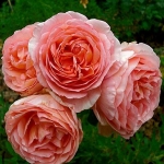 Abraham Darby / Абрагам Дербі